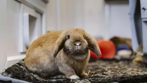 Golden lop-eared rabbit Shrimp sits on a blanket and gazes into the camera